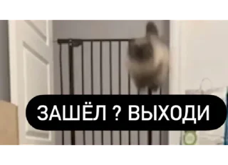 🐺