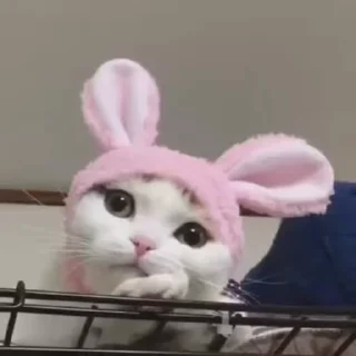 🐰