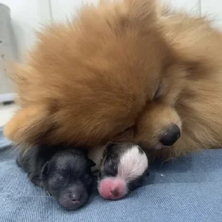🐶