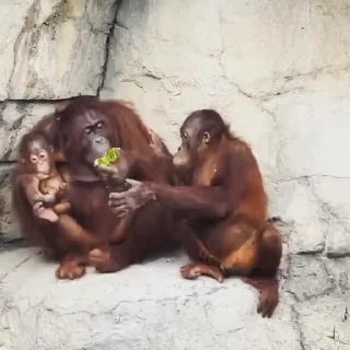 😠