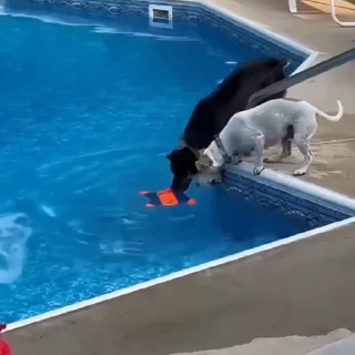 🐩
