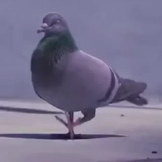 🕊