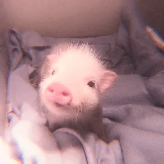 🐽
