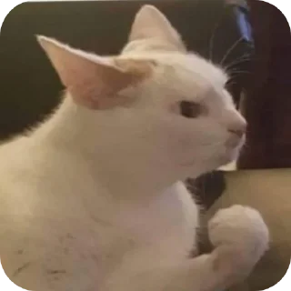 🐱