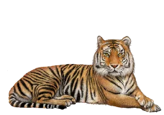 🐅