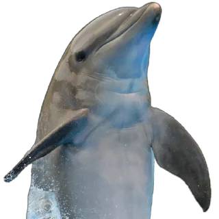 🐬