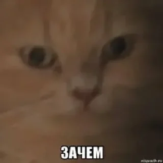 🤥