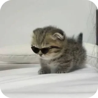 🐱
