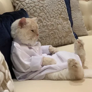 🐱