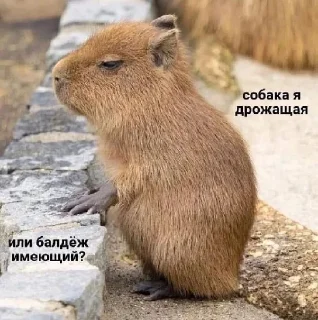 ❓