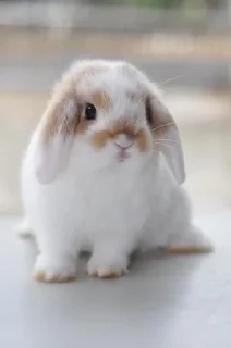 🐰