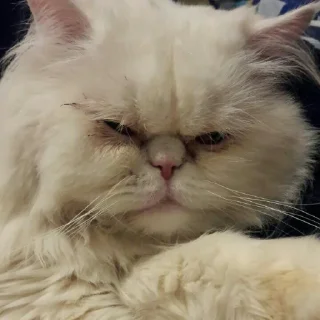 😺