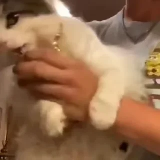 🧶