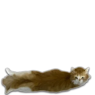 😸