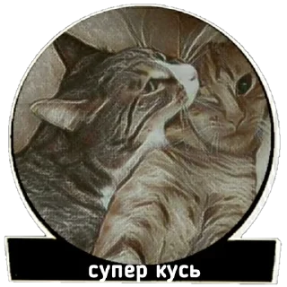 😺