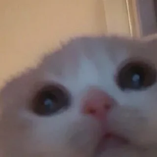 🥺