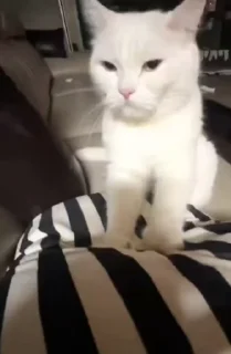 🌟