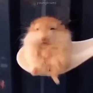 🤩