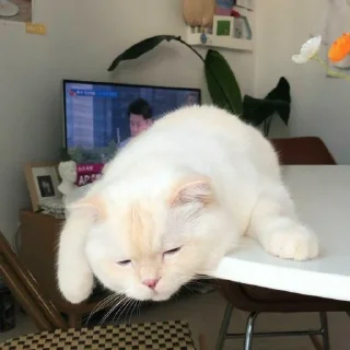 🥺