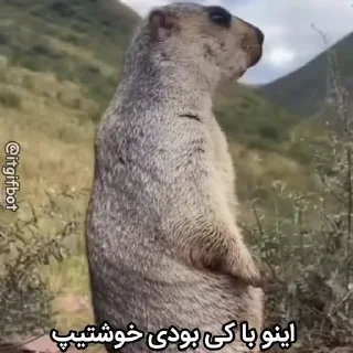 🦫