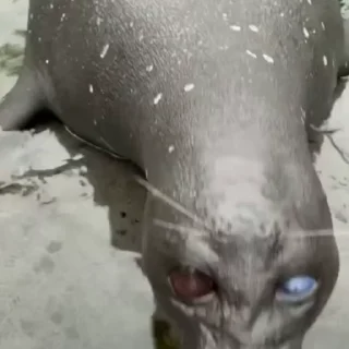 🥹
