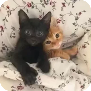 🌟