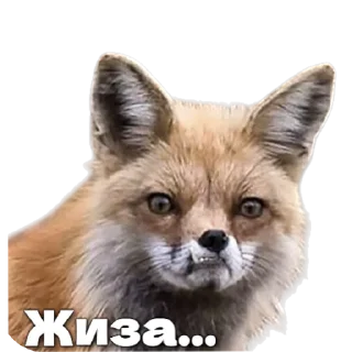 🦊