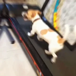 🐩