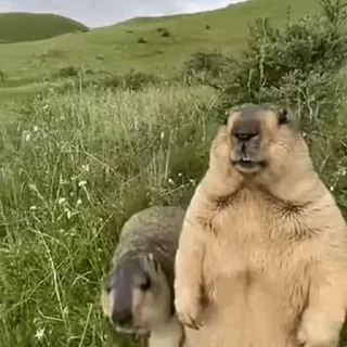 🦫