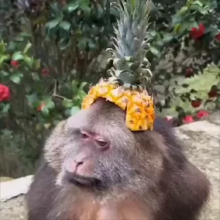 🦍