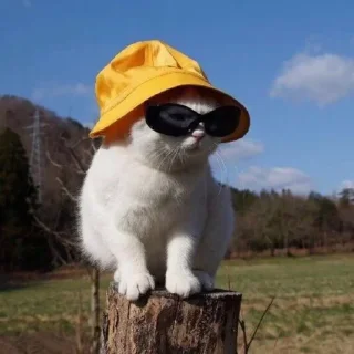 😎