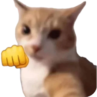 🐱