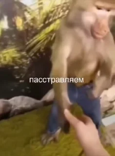 🌟