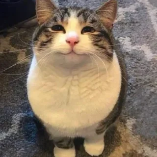 🐈