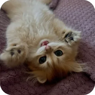 🐱