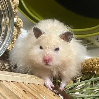 😠