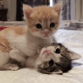 💗