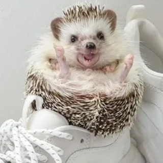 🦔
