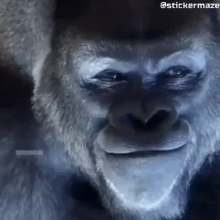 🦍