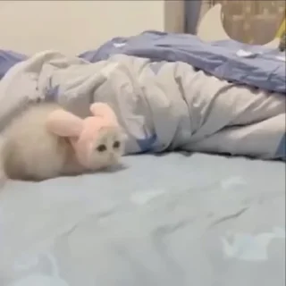 🌟