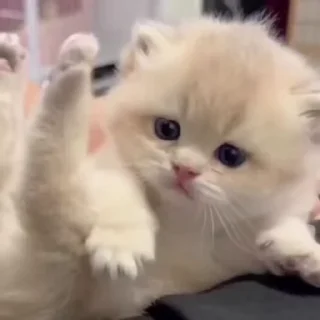 🌟