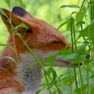 🤩