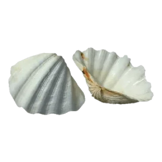 🐚