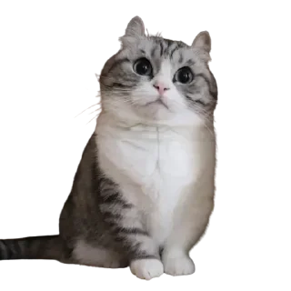 😺