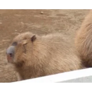 🦫