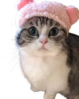 😺