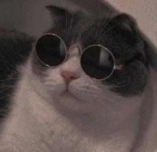 🐱