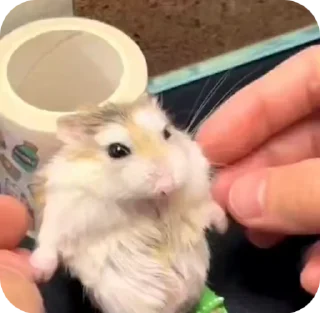 🌟