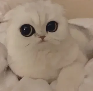 Cat😺