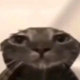 🐱